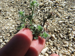 Cryptantha pterocarya
