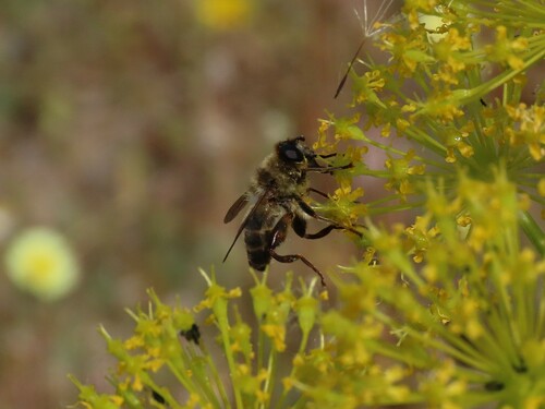 Mallota dusmeti