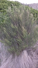 Kunzea amathicola