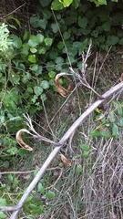 Phormium cookianum hookeri