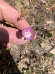 Sidalcea glaucescens