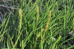Plantago maritima juncoides