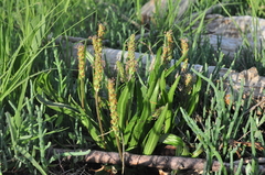 Plantago maritima juncoides