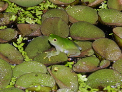 Sphaenorhynchus planicola