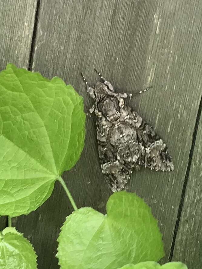 Pink-spotted Hawk Moth