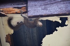 Heliosciurus gambianus