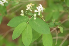 Lonicera