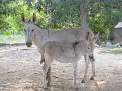 Equus asinus