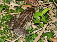Leptodactylus latrans