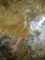 Gallionellaceae
