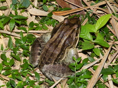 Leptodactylus latrans