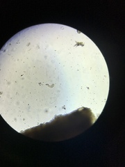 Scenedesmus