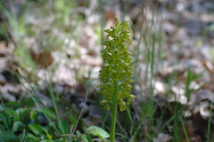 Orchis punctulata