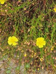 Crocanthemum scoparium
