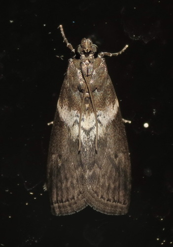 Salebriaria fasciata photo 2