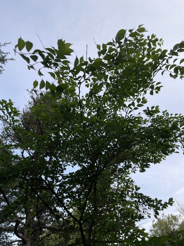 Ulmus davidiana iNat (2)