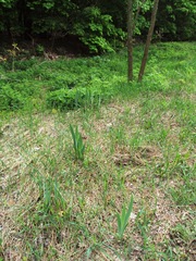 Iris × hybrida