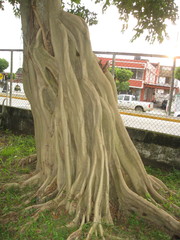 Ficus
