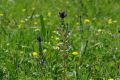 Salvia viridis