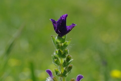 Salvia viridis