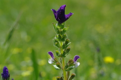 Salvia viridis