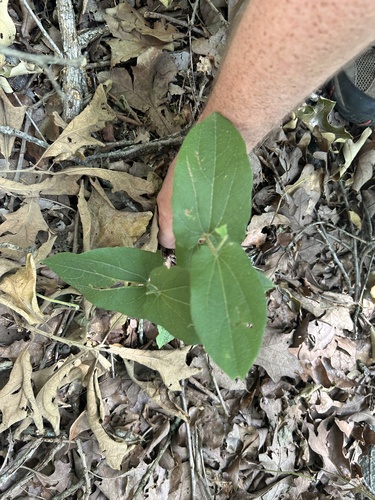 Texas Dutchman's Pipe (Aristolochia reticulata)