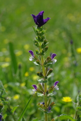 Salvia viridis