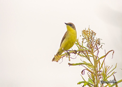 Pseudocolopteryx citreola