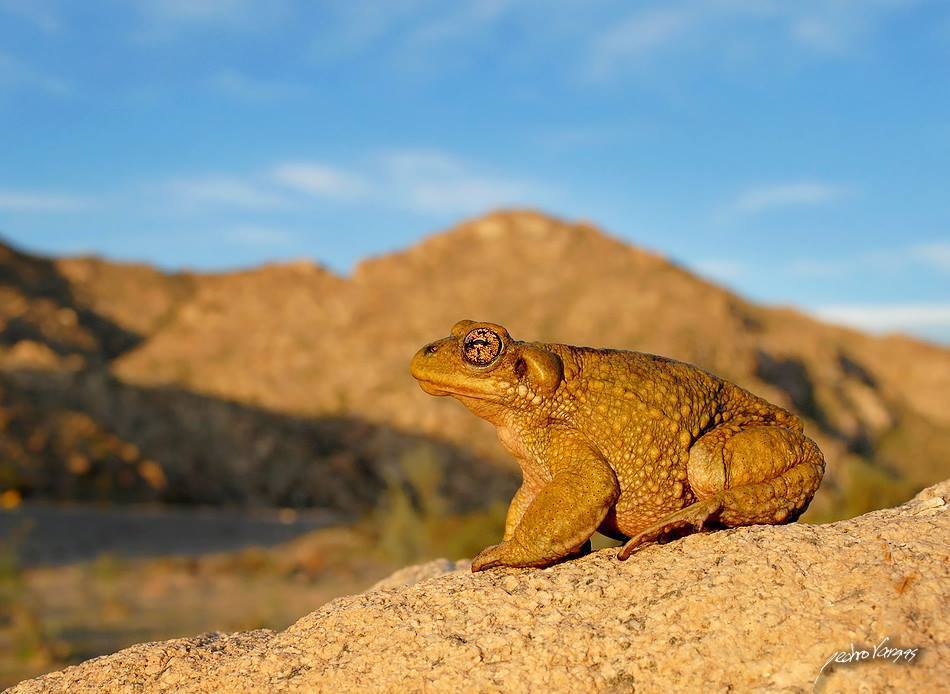 Atacama Toad