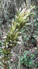 Tillandsia pastensis