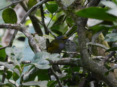 Euphonia pectoralis