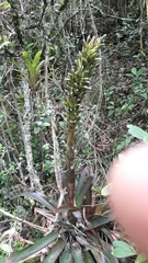 Tillandsia pastensis