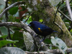 Euphonia pectoralis