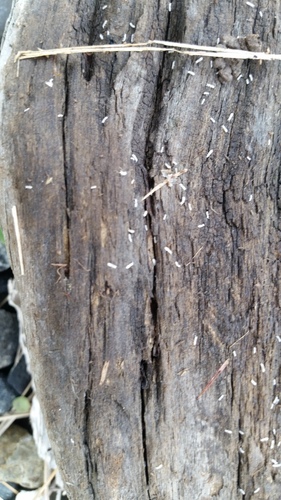 Onychiuridae