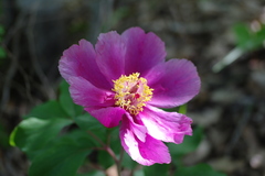 Paeonia daurica
