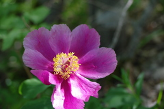 Paeonia daurica