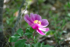 Paeonia daurica