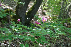 Paeonia daurica