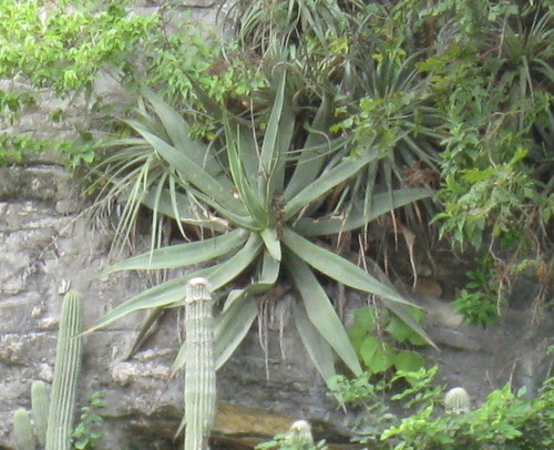Agave kewensis