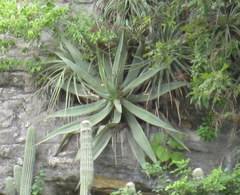 Agave kewensis