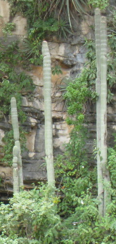Image of Cephalocereus Apicicephalium (Cephalocereus apicicephalium) by no rights reserved