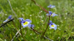 Porterella