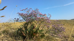 Limonium platyphyllum
