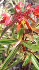 Euphorbia griffithii