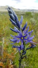 Camassia quamash