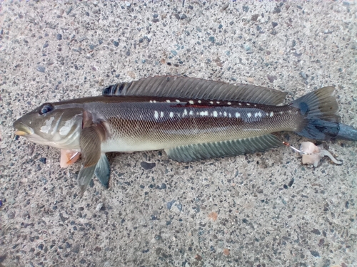 Chilean sandperch (Pinguipes chilensis) — Pinguipedidae — 2