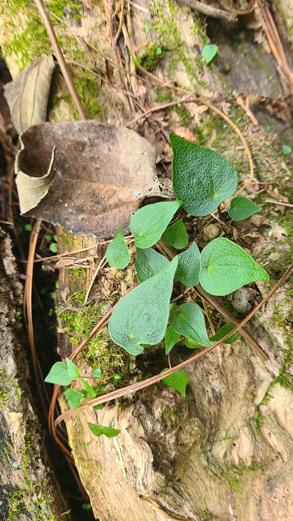 Peperomia pedicellata