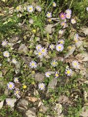 Astranthium ciliatum