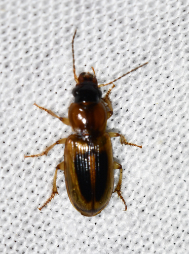 LeConte's Seedcorn Beetle photo 6