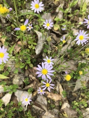 Astranthium ciliatum